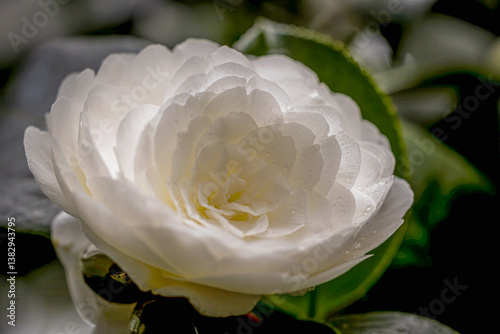 Obraz na płótnie beautiful camellias blooming in spring w salonie