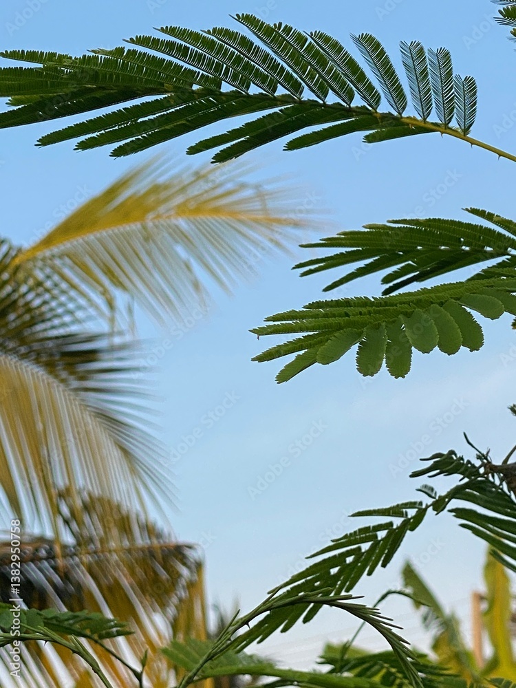 Fototapeta premium Close-up of the acacia leaves and blurred palm tree in the background and the blue sky providing copy space for your work.