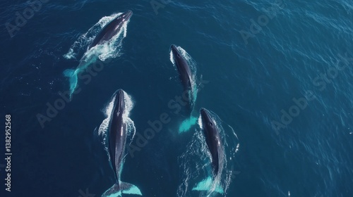 Whales Swimming in Deep Blue Ocean Aerial View of Marine Mammals
