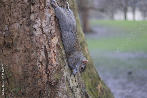 A curious squirrel hanging upside down from a tree trunk, nibbling on a nut, showcasing the playful nature of wildlife in a forest setting
