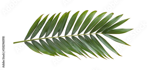 Green Palm Leaf isolated on transparent background, png