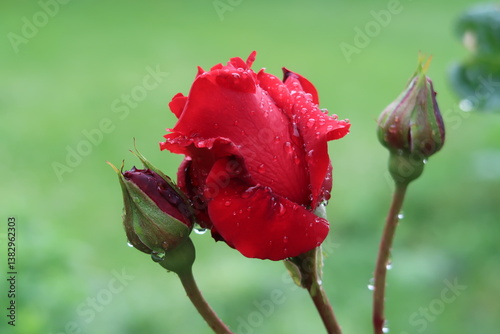 Rote Rose