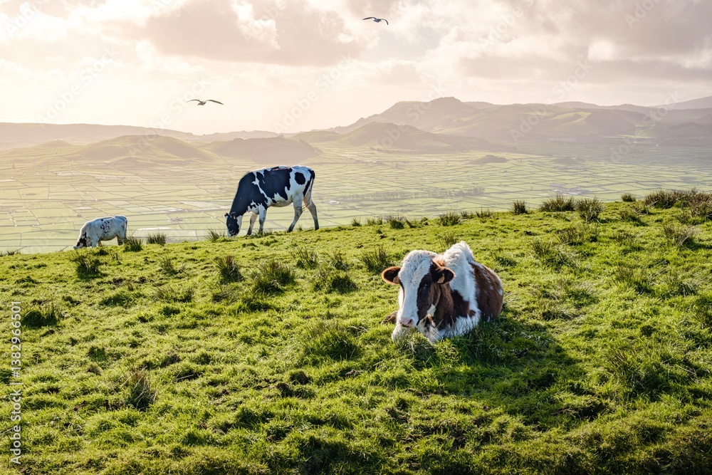A peaceful scene in Terceira, Azores, where cows graze on lush green pastures, capturing the serene beauty of the island rural landscape in Serra do Cume