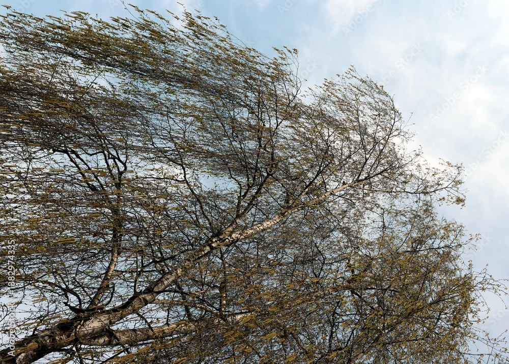 Obraz premium birch tree blossoming at spring