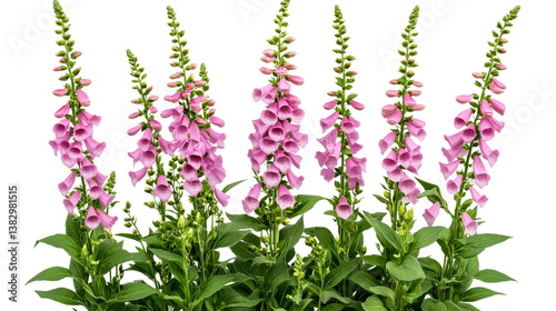 Pink foxglove inflorescence, digitalis in bloom, spotted throat detail, cut out transparent
