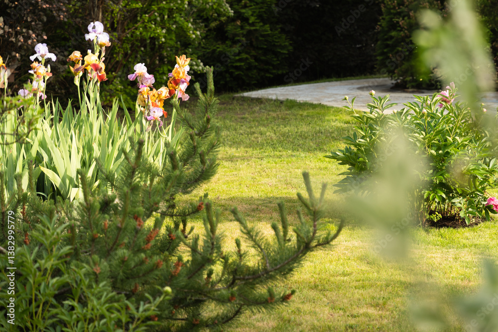 Colorful iris flowers bloom in summer garden, surrounded by various greenery and winding path. Midday sunlight. Summer day.