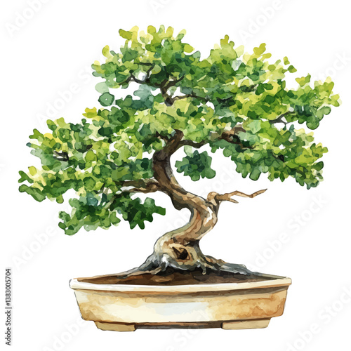 A watercolor painting of an oak bonsai, isolated on a white background. Oak bonsai vector

