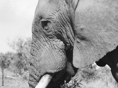 Close up of elephant face with tusks,  South Africa - Addo Elephant National Park