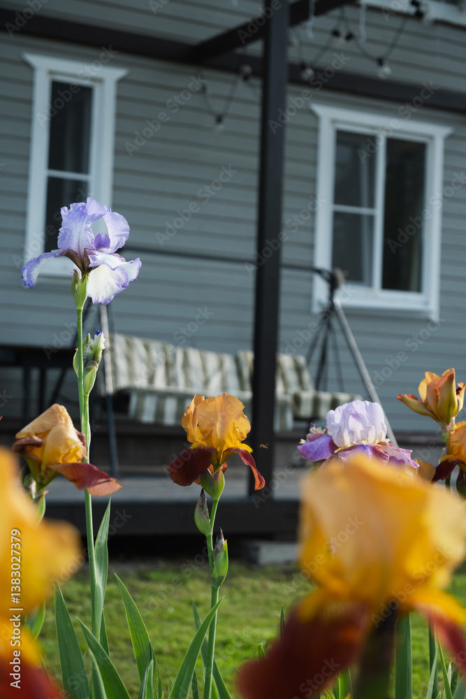 Self-grown Irises in summer garden on flowerbed.