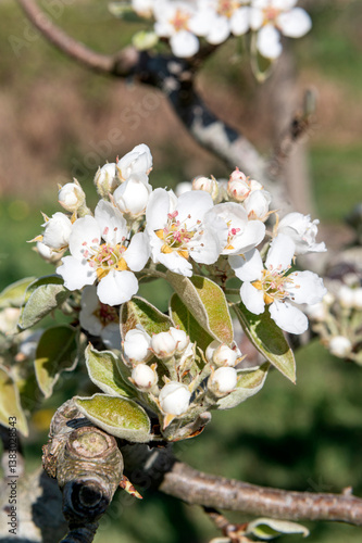 Gardening. ..Pear (pyrus) blossom. ...peer, bloesem, spring, voorjaar, lente, fruit, gardening, garden, tree, boom, boomgaarde, orchard, flower, flowers, blossom,