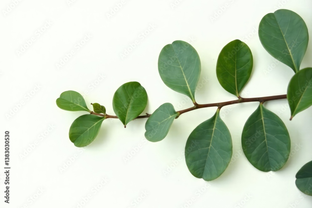 Eucalyptus leaves and stems isolated on white, botanical, eucalyptus leaf, eucalyptus stem Eucalyptus leaves and stems isolated on white, botanical, eucalyptus leaf, eucalyptus stem