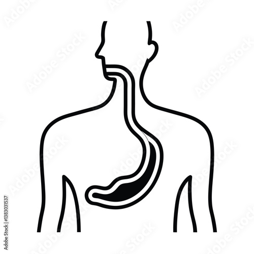 esophagus connecting mouth and stomach.