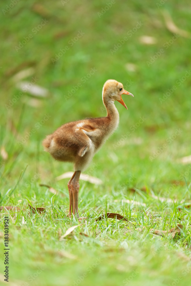 Baby of Eastern Sarus Crane free-ranging and protected species by local people. Baby of Eastern Sarus Crane free-ranging and protected species by local people.