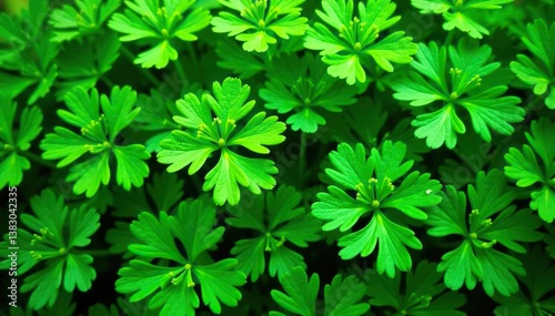 Delicate parsley sprigs forming a natural pattern, green, aromatic