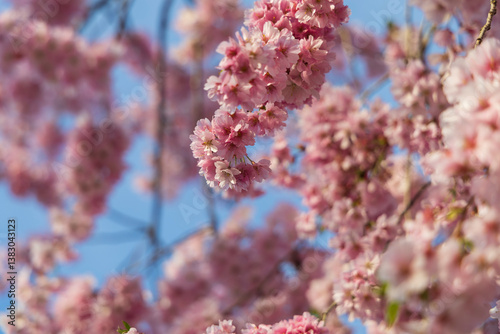 ciliegio rosa in fiore