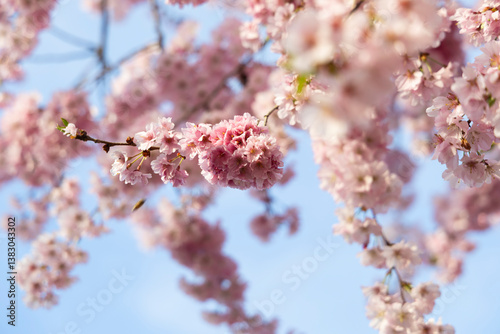 ciliegio rosa in fiore