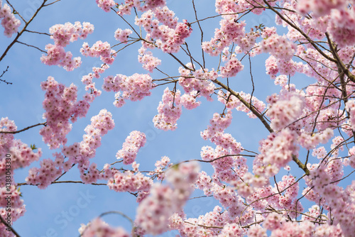 ciliegio rosa in fiore