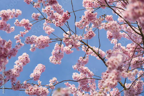 ciliegio rosa in fiore