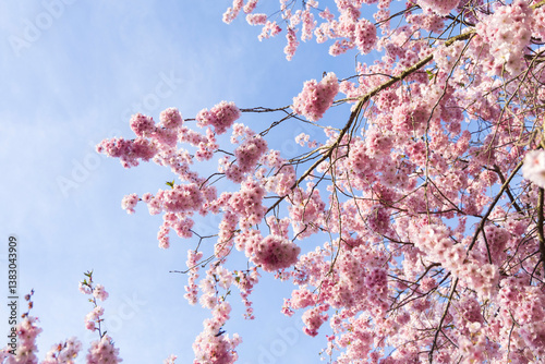 ciliegio rosa in fiore