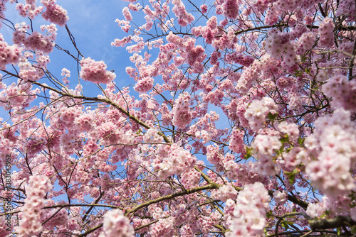 ciliegio rosa in fiore