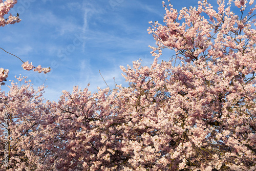 ciliegio rosa in fiore