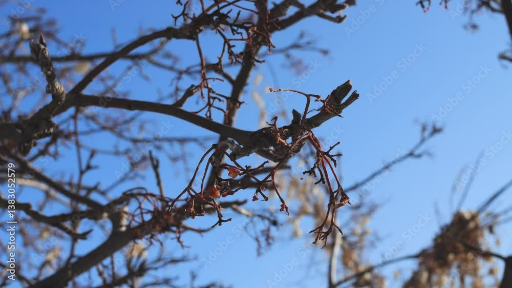 Rowan branch in spring without berries under a beautiful blue sky. Rowan berries are usually pecked by birds.