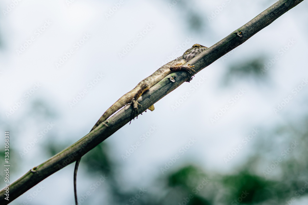 Oriental garden lizard resting on branch in tropical forest Oriental garden lizard resting on branch in tropical forest