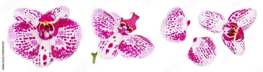pink phalaenopsis orchid flower isolated on white background