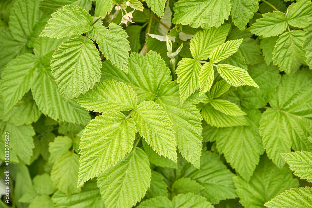 Vibrant green raspberry plant leaves with textured surface in lush garden setting. Vibrant green raspberry plant leaves with textured surface in lush garden setting.