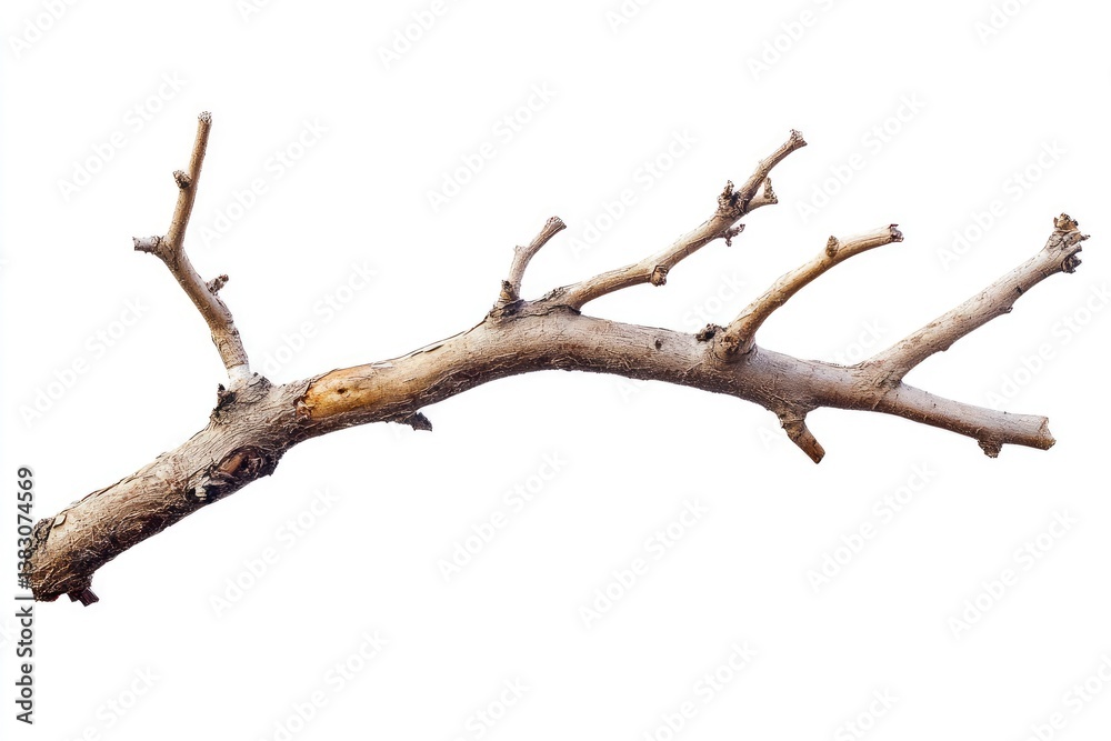 Isolated Bare Tree Branch on White Background for Artistic Decoration Isolated Bare Tree Branch on White Background for Artistic Decoration