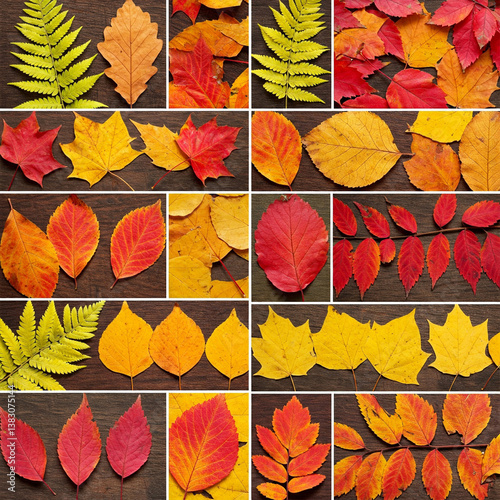 autumn leaves background, autumn leaves seamless pattern, autumn leaves seamless background