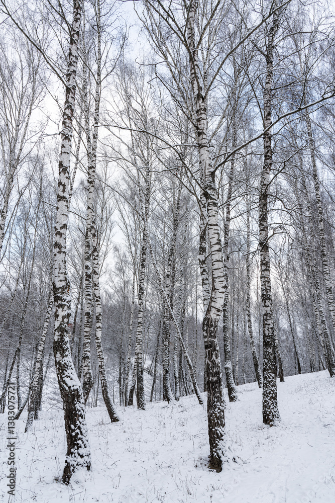 Birch grove after a snowfall on a winter cloudy day. Birch branches covered with snow. Birch grove after a snowfall on a winter cloudy day. Birch branches covered with snow.