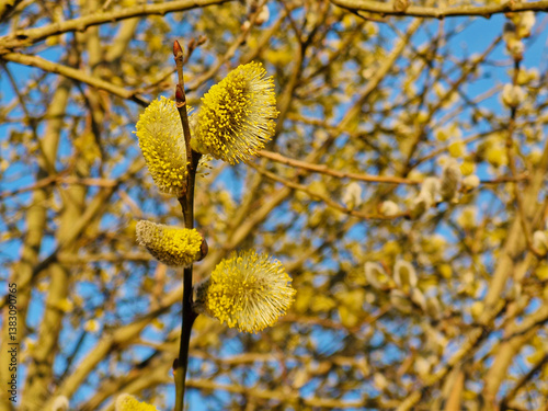 Photography Willow yellow blossom branches on bright blue sky background in spring , selecti