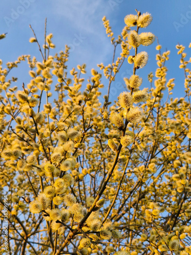 Photography Willow yellow blossom branches on bright blue sky background in spring , selecti