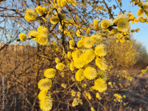 Canvas Print Willow yellow blossom branches on bright blue sky background in spring , selecti