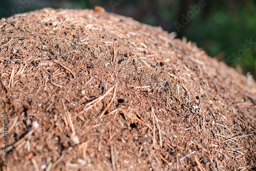 Close-up view of a natural forest anthill covered with soil, dry pine needles, and small sticks.