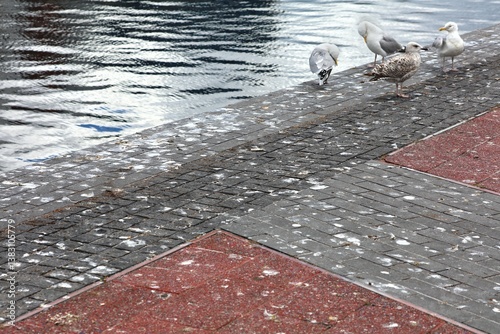 Canvas Print Soiled sidewalk in Dublin - seagull poop