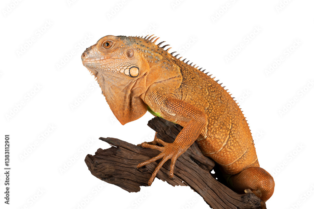 Fototapeta premium PNG format: Red Albino Iguana (Iguana iguana) on wood.