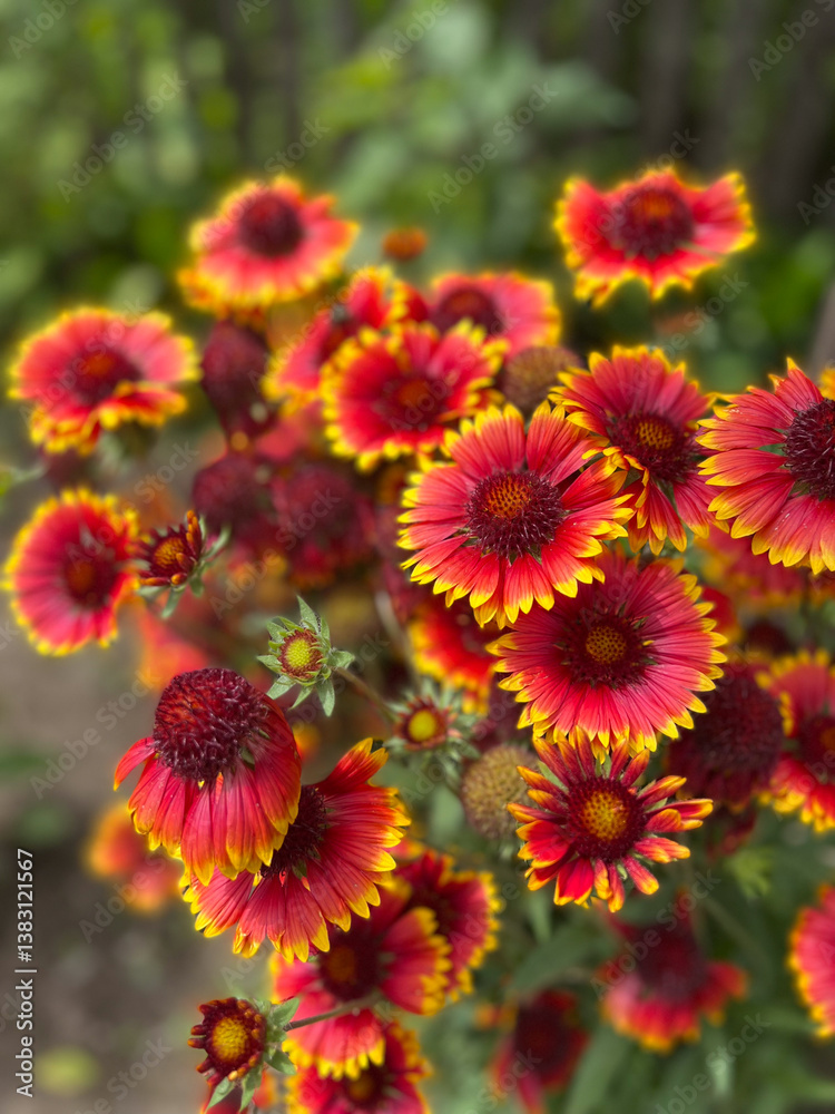 A Collection of Stunning Vibrant Red and Yellow Flowers Just Coming into Beautiful Bloom