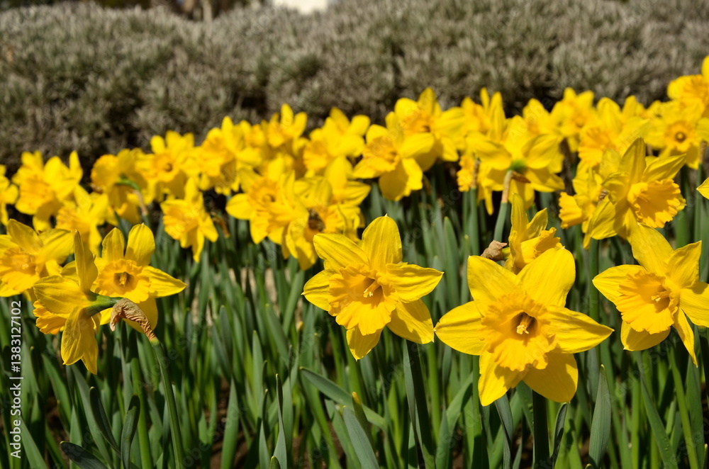 Obraz premium yellow daffodils in the garden on a clear spring morning