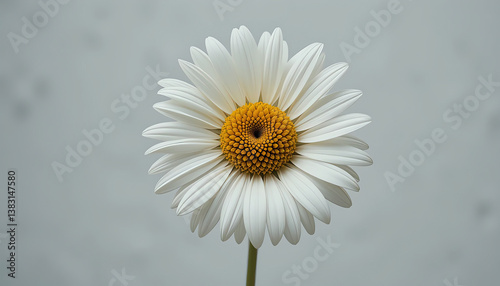 Time-lapse of a wilting daisy on white, poignant and metaphorical