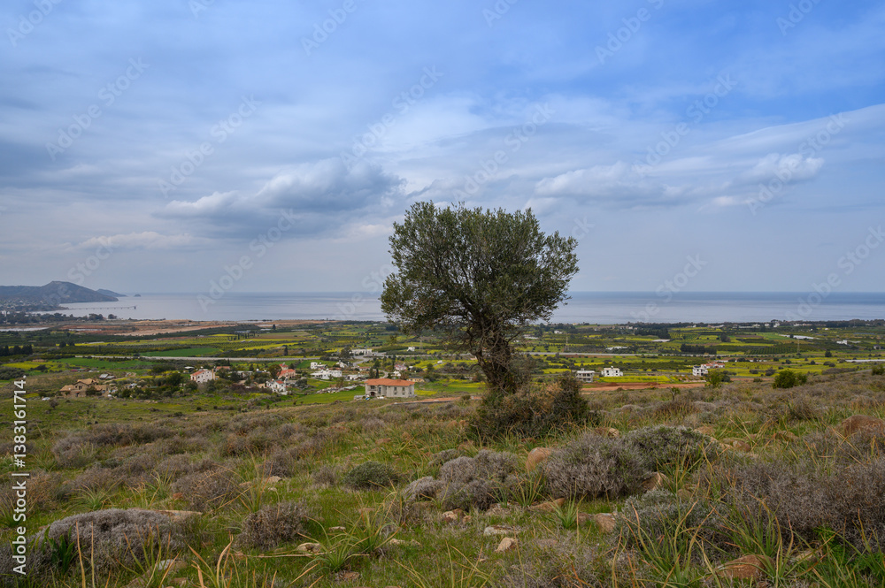 Spectacular coastal view showing a lone tree overlooking a beautiful landscape during a serene afternoon Spectacular coastal view showing a lone tree overlooking a beautiful landscape during a serene afternoon