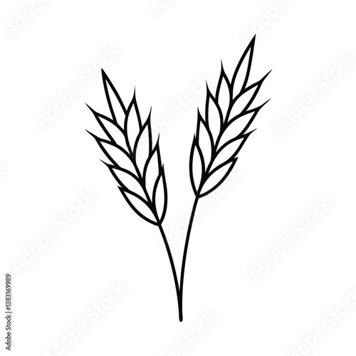 oats of wheat isolated