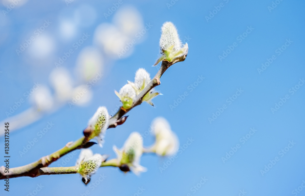 Branch of fluffy verba. Beautiful white willow flowers branches. Branch of fluffy verba. Beautiful white willow flowers branches.