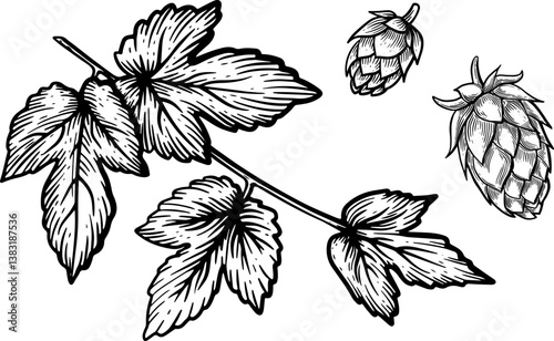 Hop Branch with Cones Illustration in Black and White