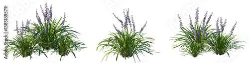 Set of Liriope muscari Variegata (Variegated Lily Turf) frontal isolated png on a transparent background perfectly cutout high resolution