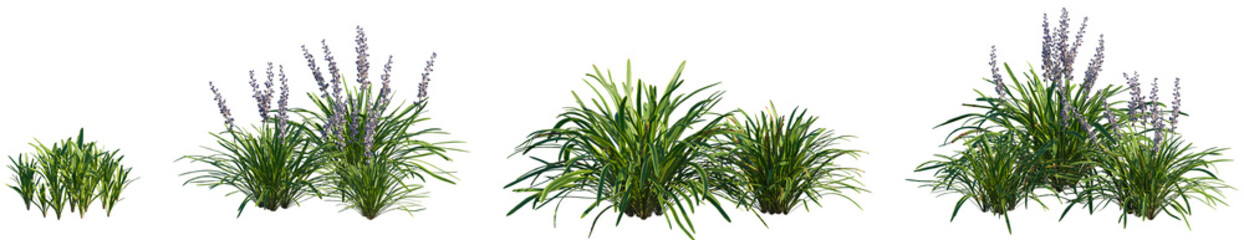 Set of Liriope muscari Variegata (Variegated Lily Turf) frontal isolated png on a transparent background perfectly cutout high resolution