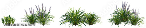 Set of Liriope muscari Variegata (Variegated Lily Turf) frontal isolated png on a transparent background perfectly cutout high resolution photo