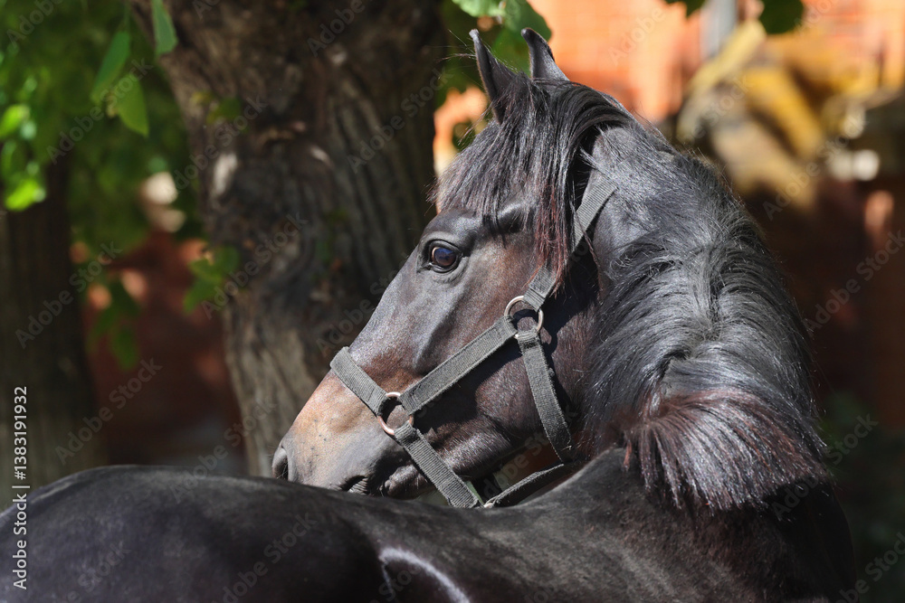 Black saddle horse portrait in summer nature background