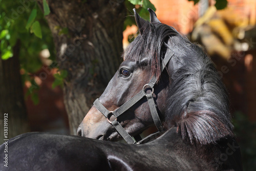 Obraz na płótnie Black saddle horse portrait in summer nature background
w salonie